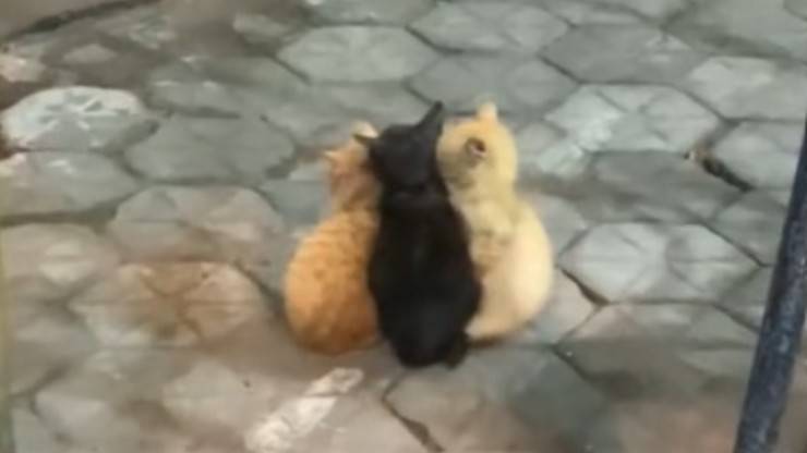 Trio di gattini virale