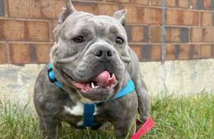 cane American bully salvato