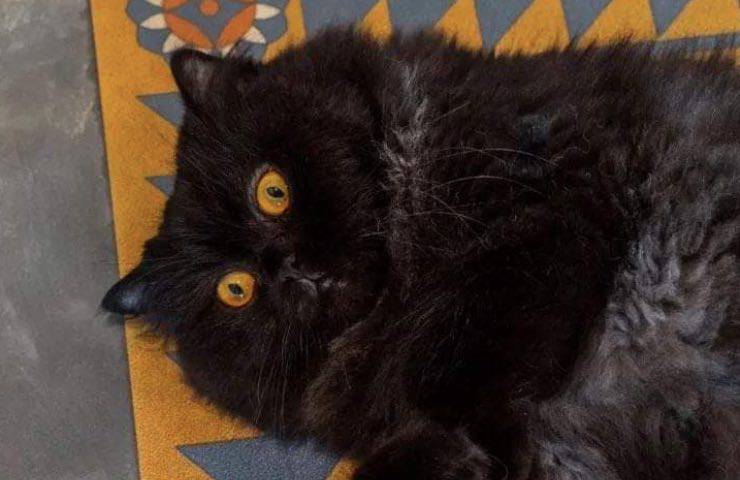 gatti persiano nero casa 