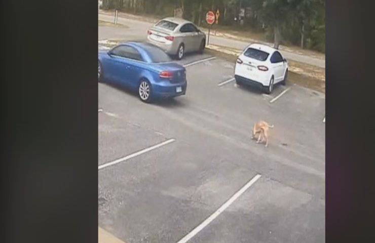 Abbandonato in un parcheggio da chi avrebbe dovuto amarlo