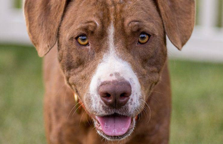 pitbull varietà sensibili razza 