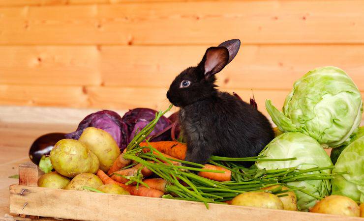 coniglio e verdure