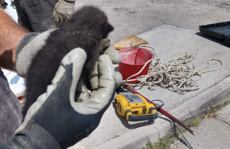 gattino salvato pompieri arcervia