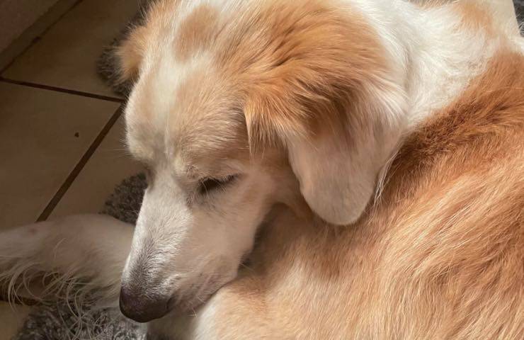 cane carolina sud tribunale 