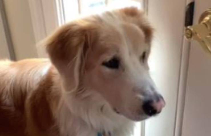 cane golden retriever Walterboro