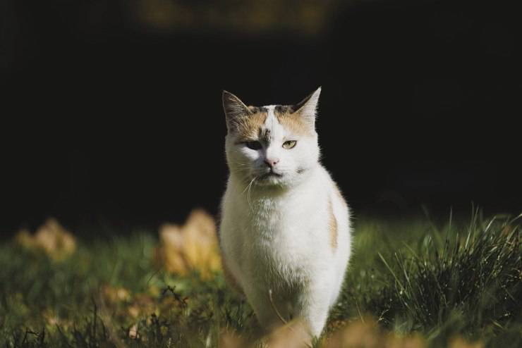 gatto a caccia 