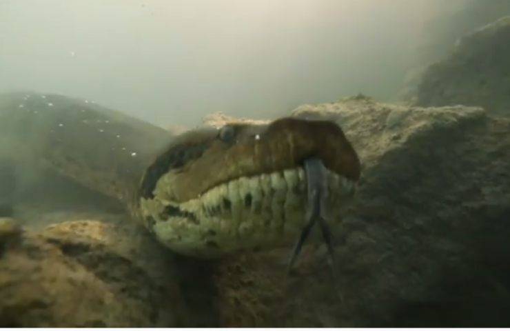anaconda gigante fiume sub