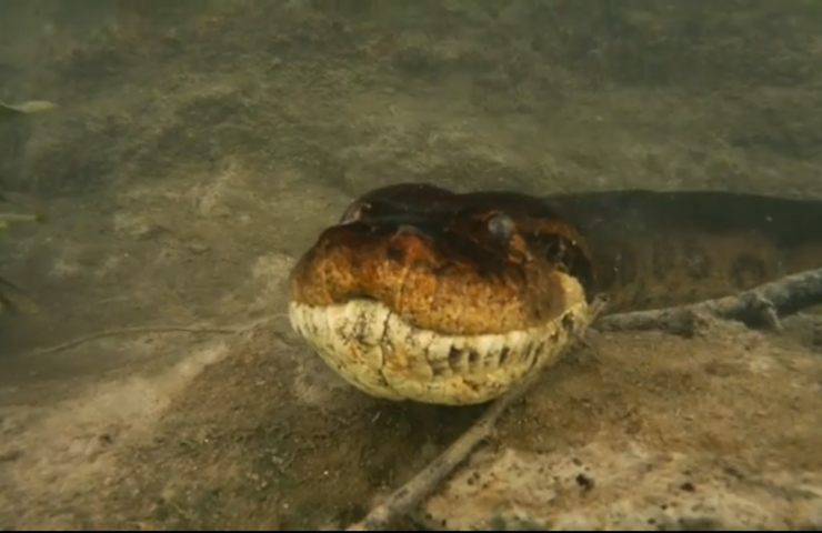 anaconda sub incontro spaventoso