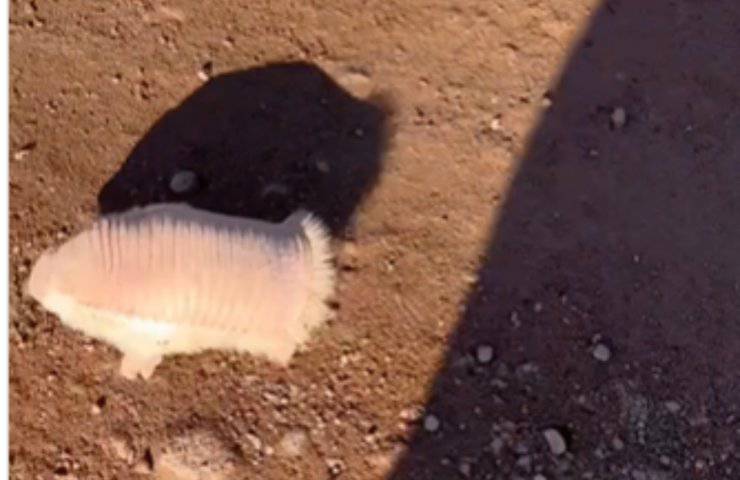 armadillo rosa incontro strada