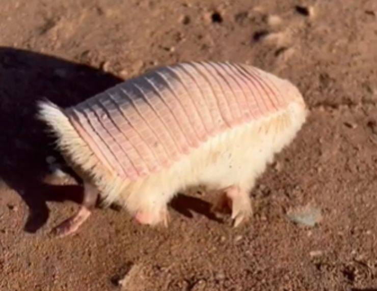 armadillo rosa motociclista incontro