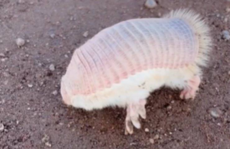 armadillo rosa raro strada