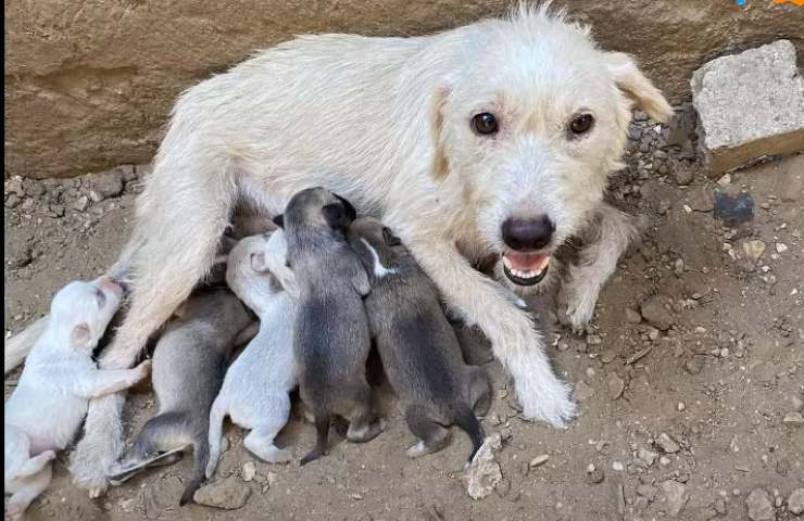 athena cagnolina cuccioli vita