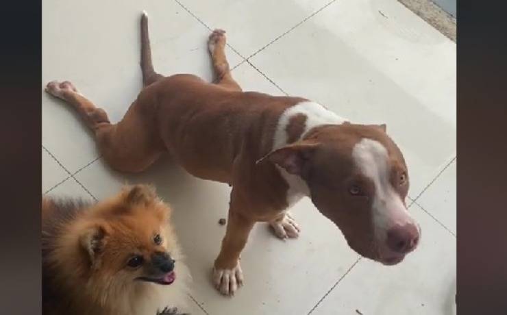 Aurora finge di essere ferita 