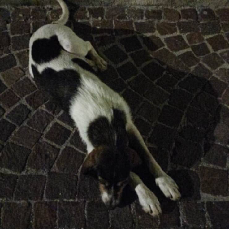 cagnolina avellino abbandonata famiglia