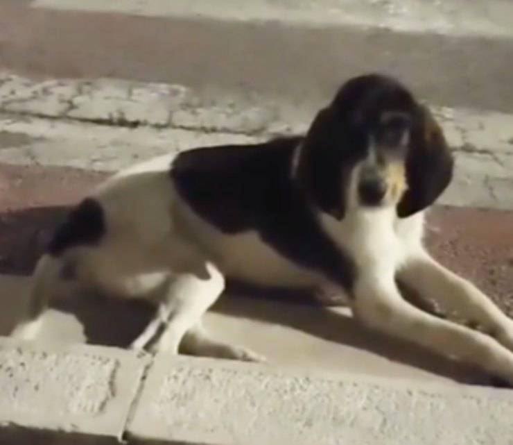 abbandonata famiglia casa cagnetta