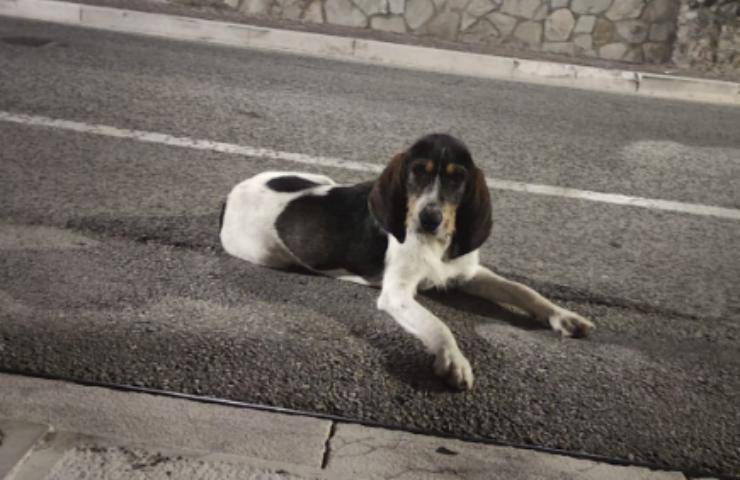 avellino cagnolina randagia casa