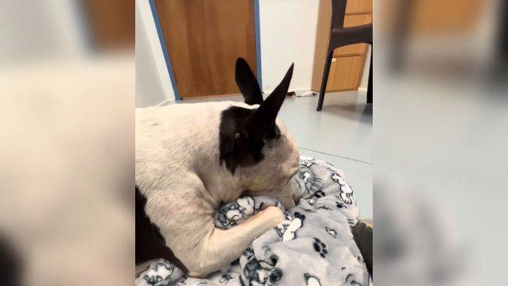 cane Snoopy morde coperta