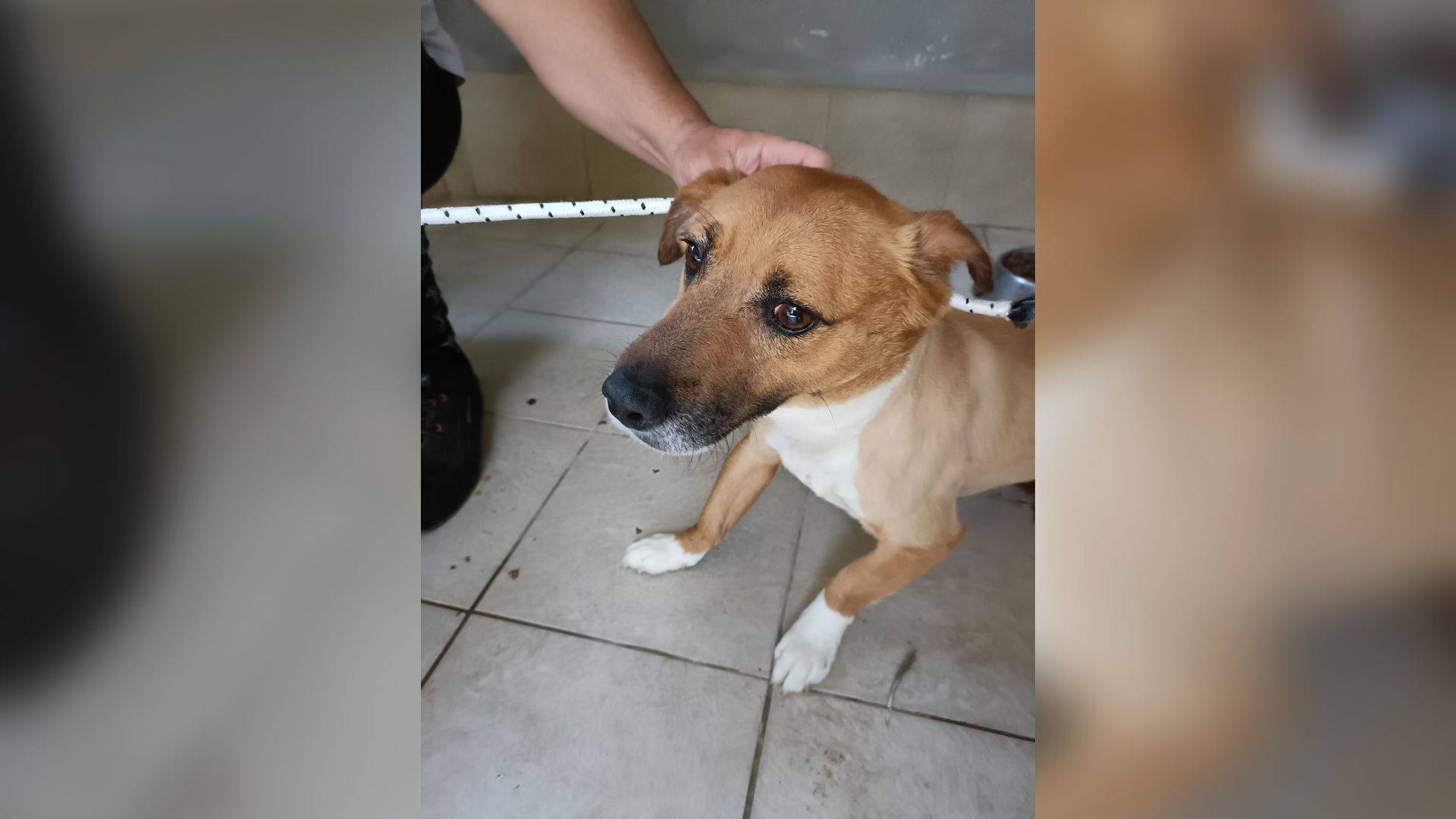 lasciano cane canile palermo