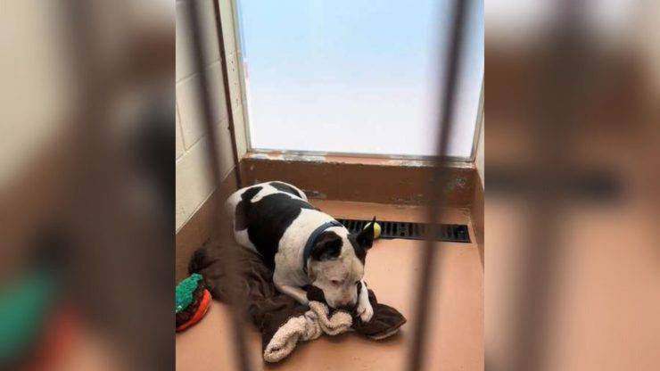 Cane rifugio morde coperta