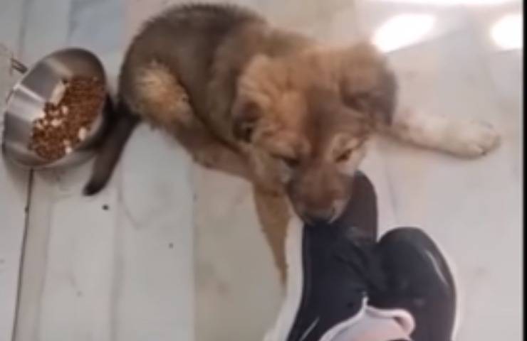 bozok perro abandonado rescatado
