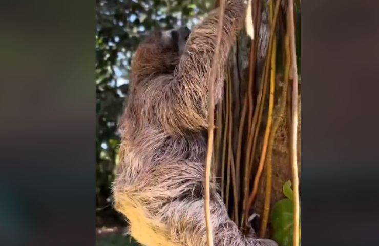 piccolo bradipo torna mamma