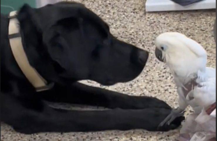 cacatua cane amicizia incredibile