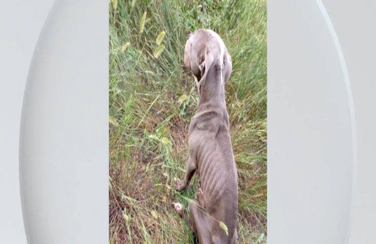 Cane scheletrico in condizioni critiche , si cerca il proprietario