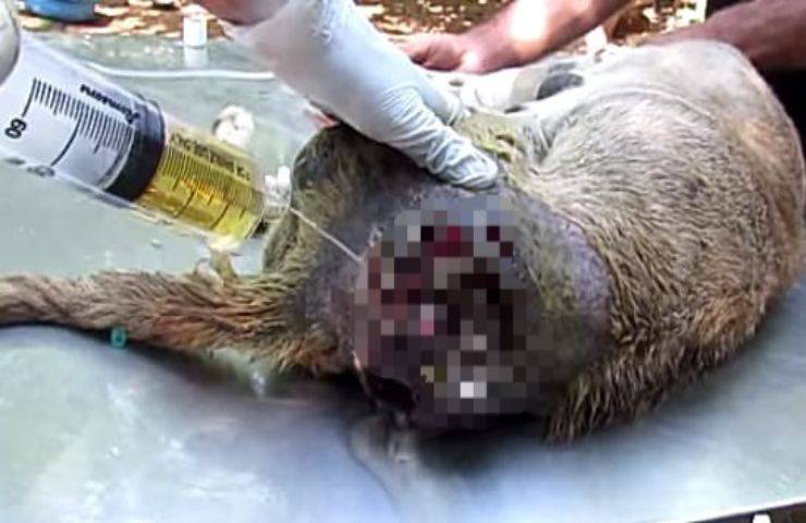 Incastrata tra le sbarre di un cancello