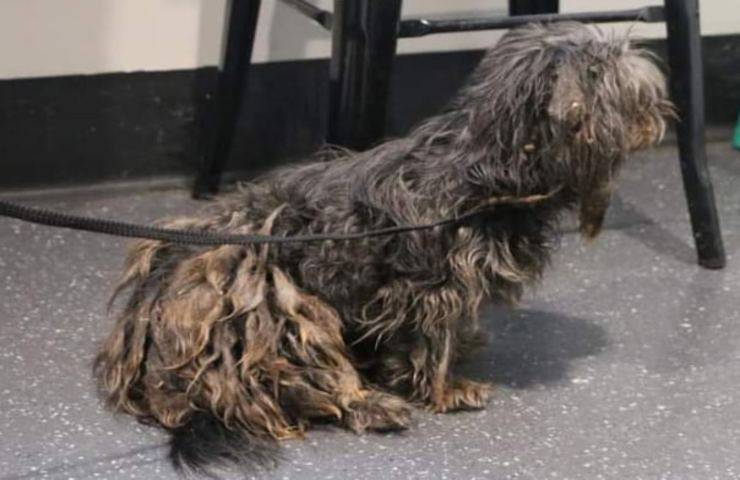 Abbandonato in condizioni agghiaccianti