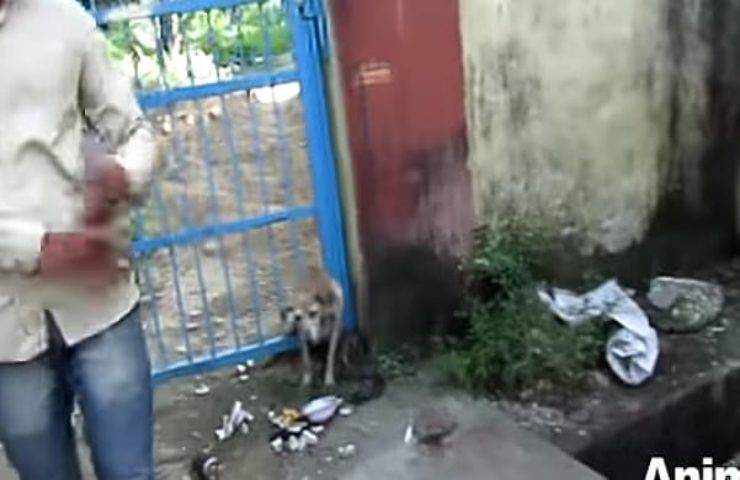 Incastrata tra le sbarre di un cancello