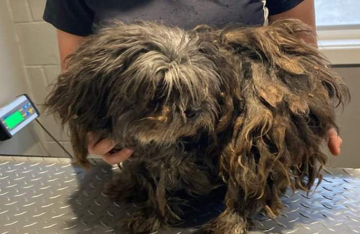 Abbandonato in condizioni agghiaccianti