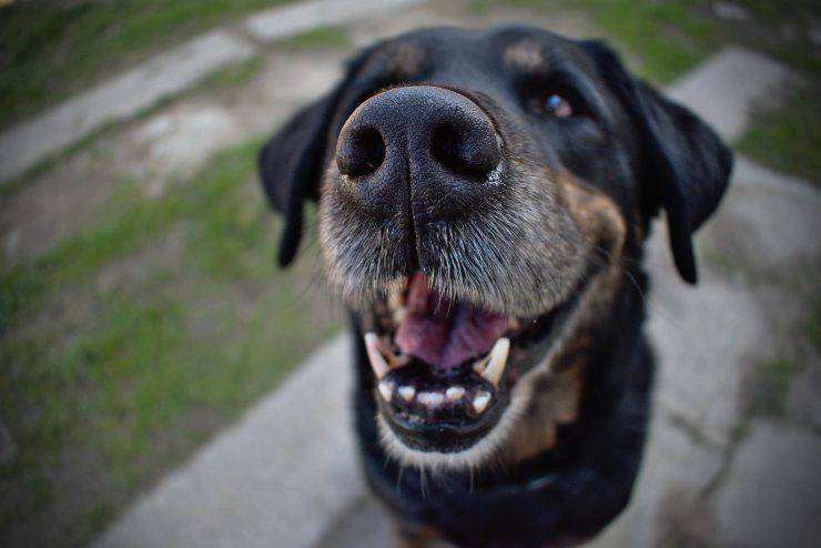 cane a bocca aperta 