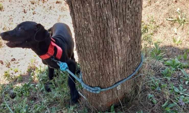 cane legato ad un albero 