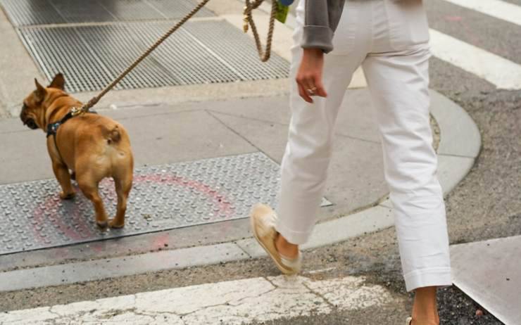 cane al guinzaglio 