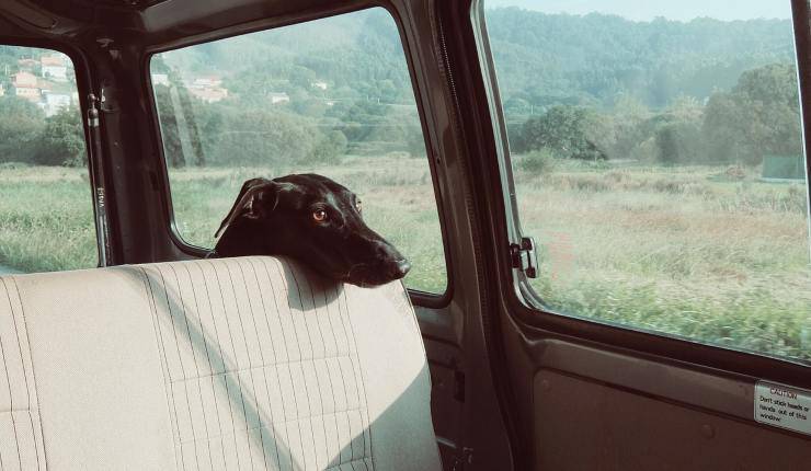 cane in auto 