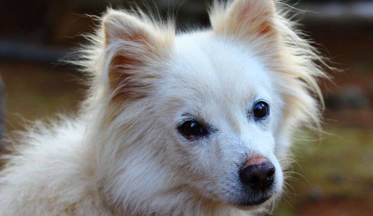 cane bianco cucciolo 