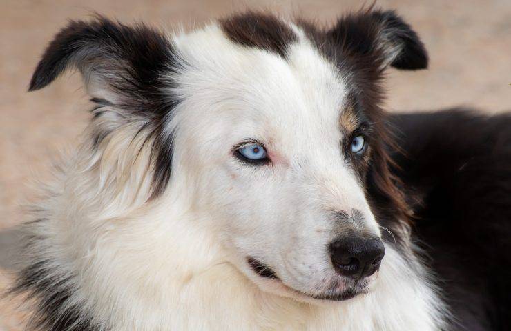 cane con gli occhi azzurri 