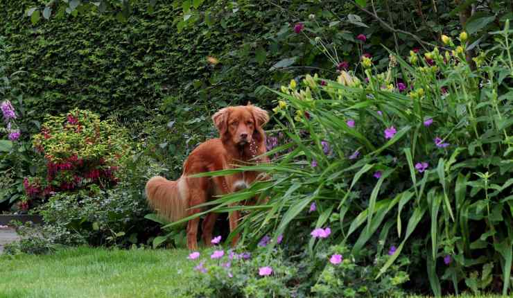 cane dietro pianta 
