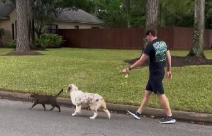 cane e gatto passeggiano insieme 