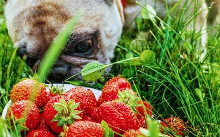 cane goloso di fragole