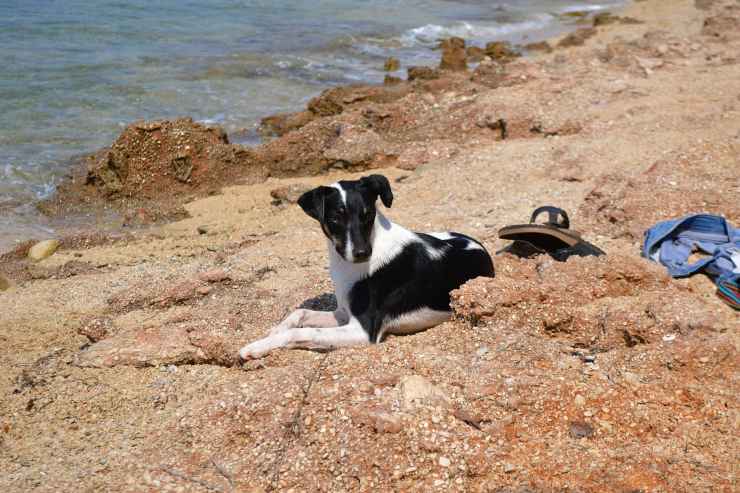 cane in spiaggia 