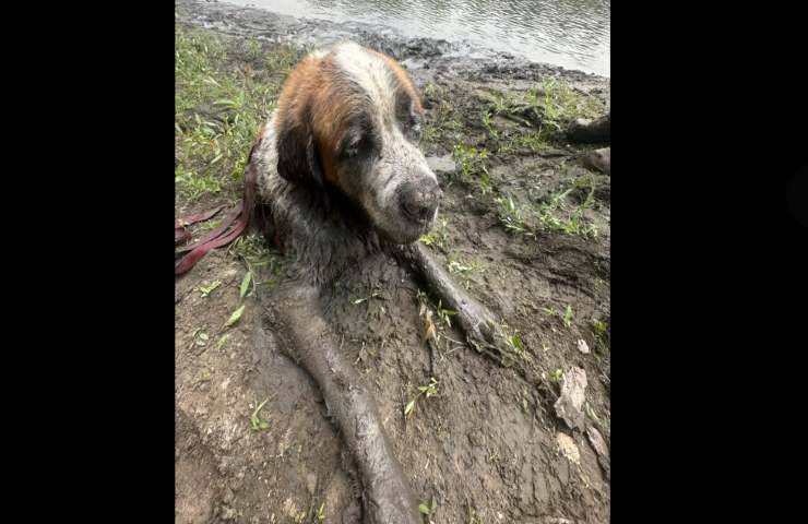L'addio al celibato si trasforma in un salvataggio disperato