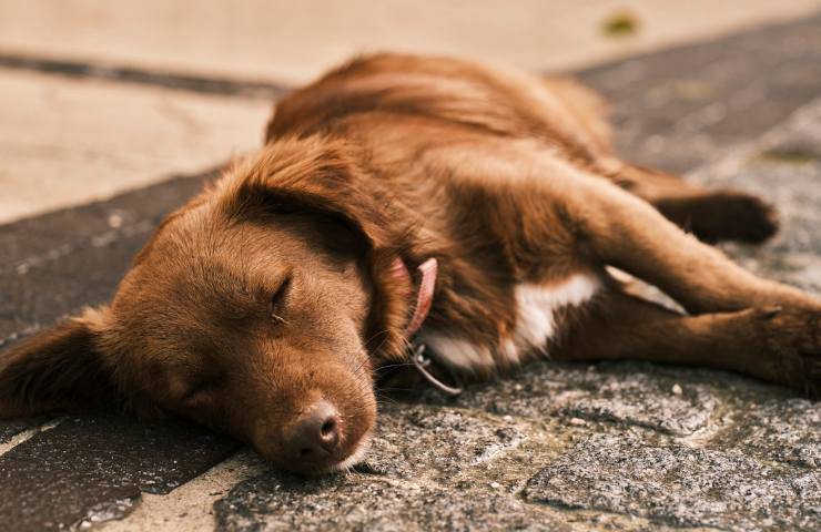 cane investito video denuncia