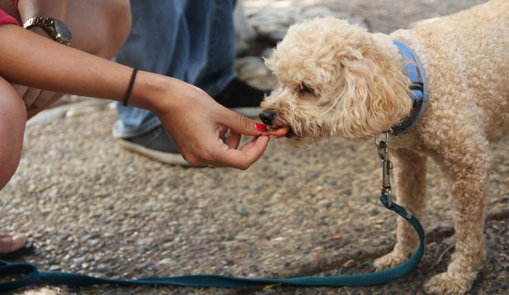 cane mangia 