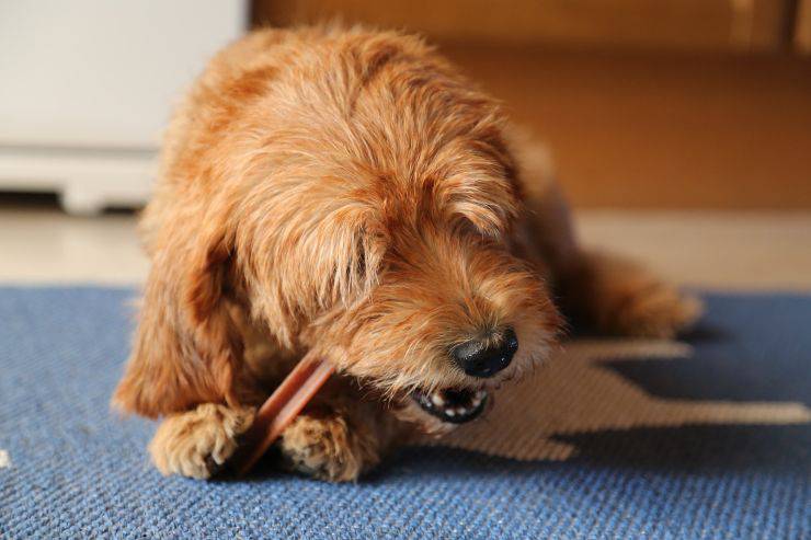 cane mangia bastoncino 