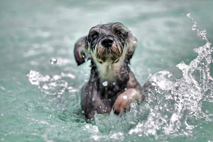 cane nell'acqua 