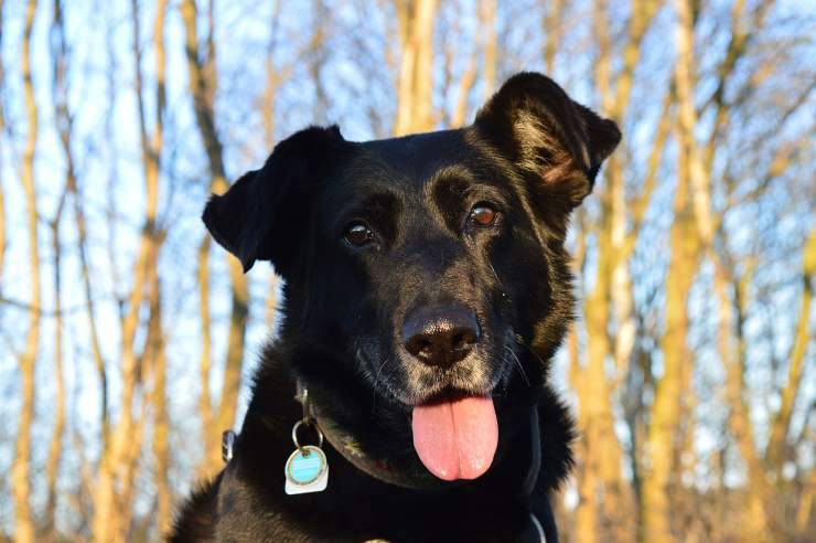 cane nero simpatico