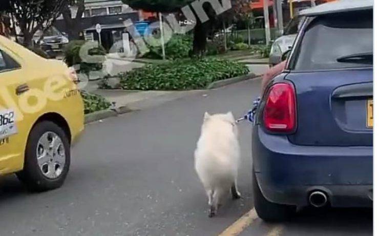 Un hombre saca a su perro por la ventanilla de su coche por el cuello