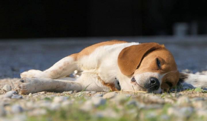cane sdraiato al sole 