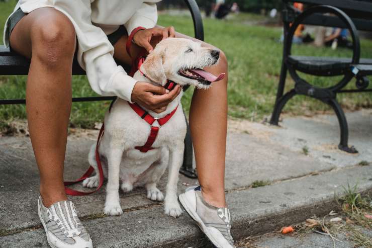 cane in passeggiata 